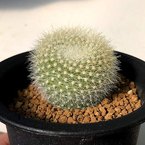 サボテンのおすすめ7選！トゲがない品種やセットも | HEIM [ハイム]